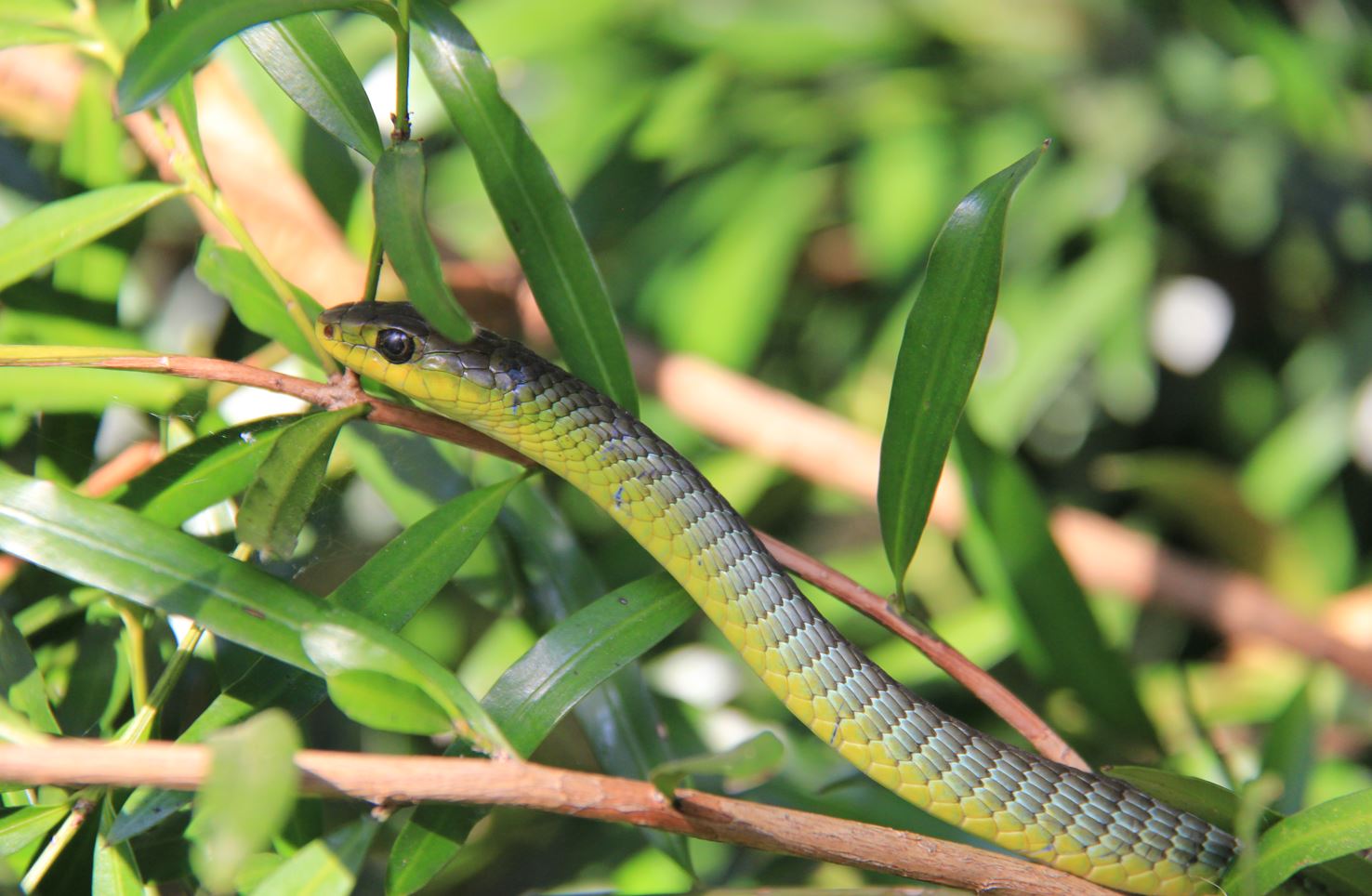 Top tips for snake season | Northern Beaches Council