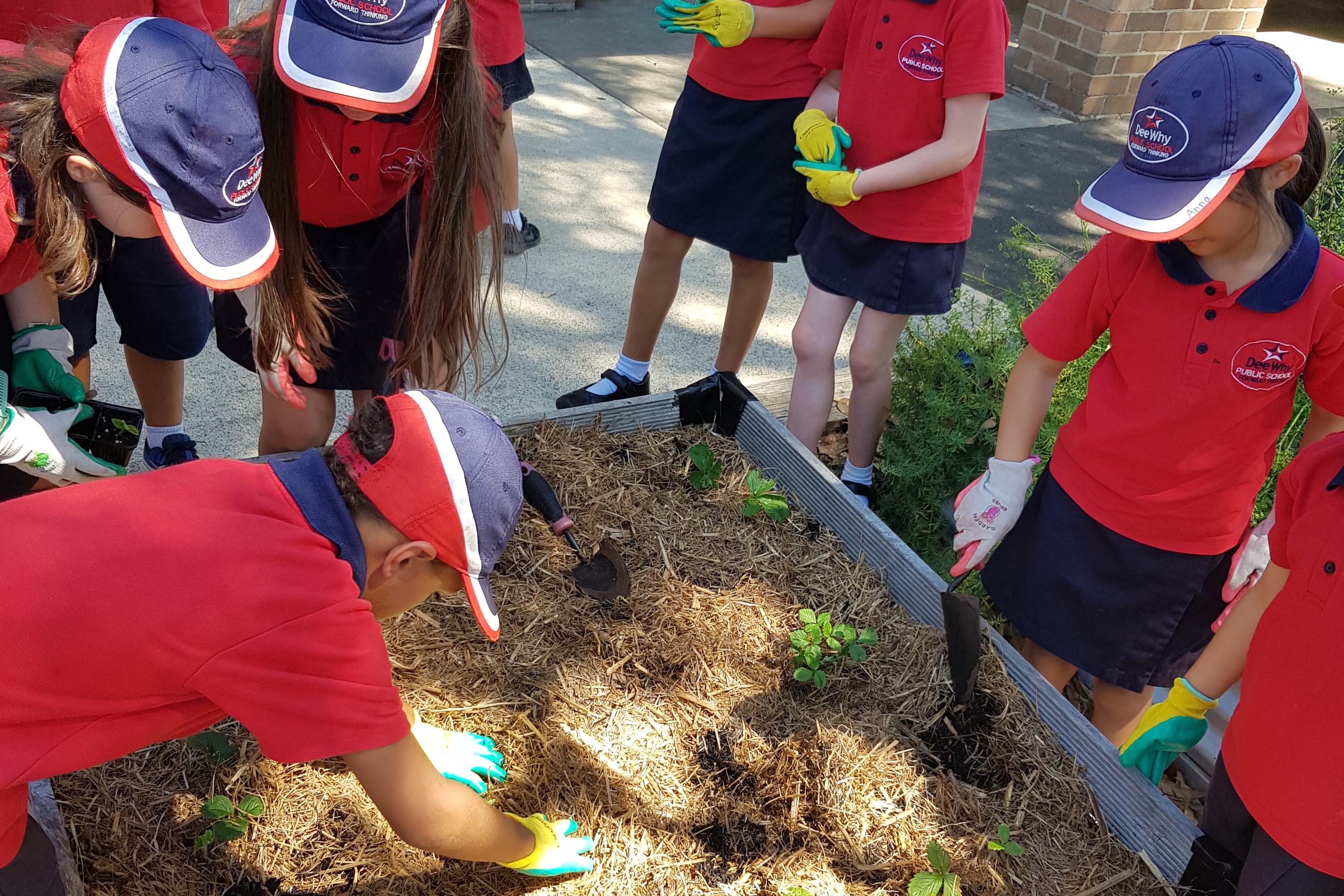 From little things, big things grow at Dee Why Public School | Northern 