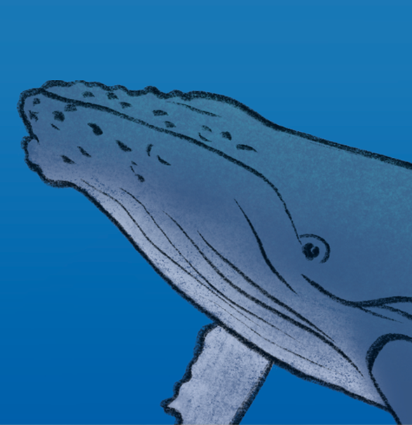 Illustration of a whale