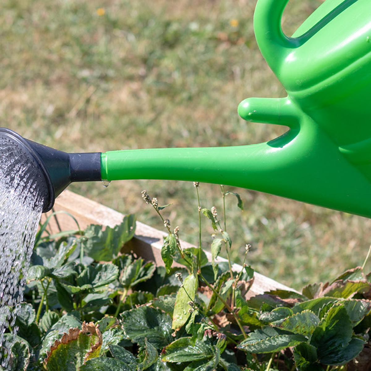 Watering can and plants