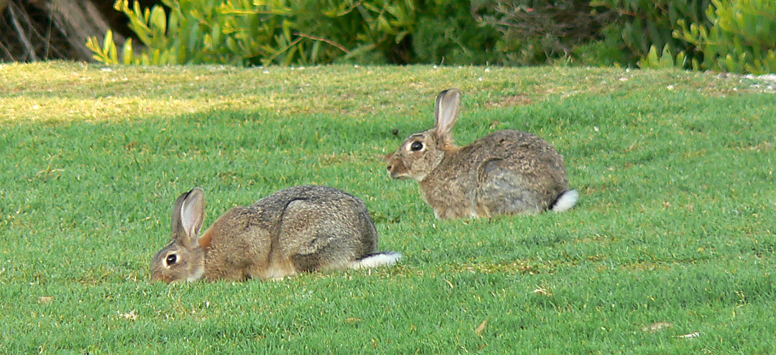 Rabbits Northern Beaches Council