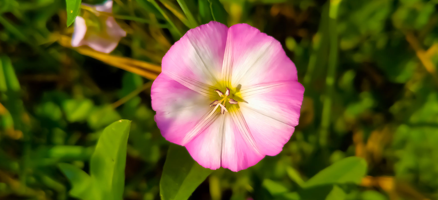 convolvulus-webtile.jpg