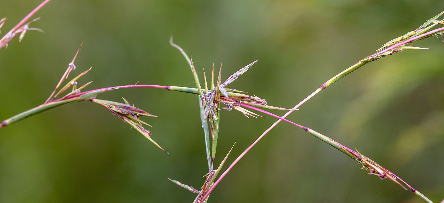 barbed-wire-grass-webtile.jpg