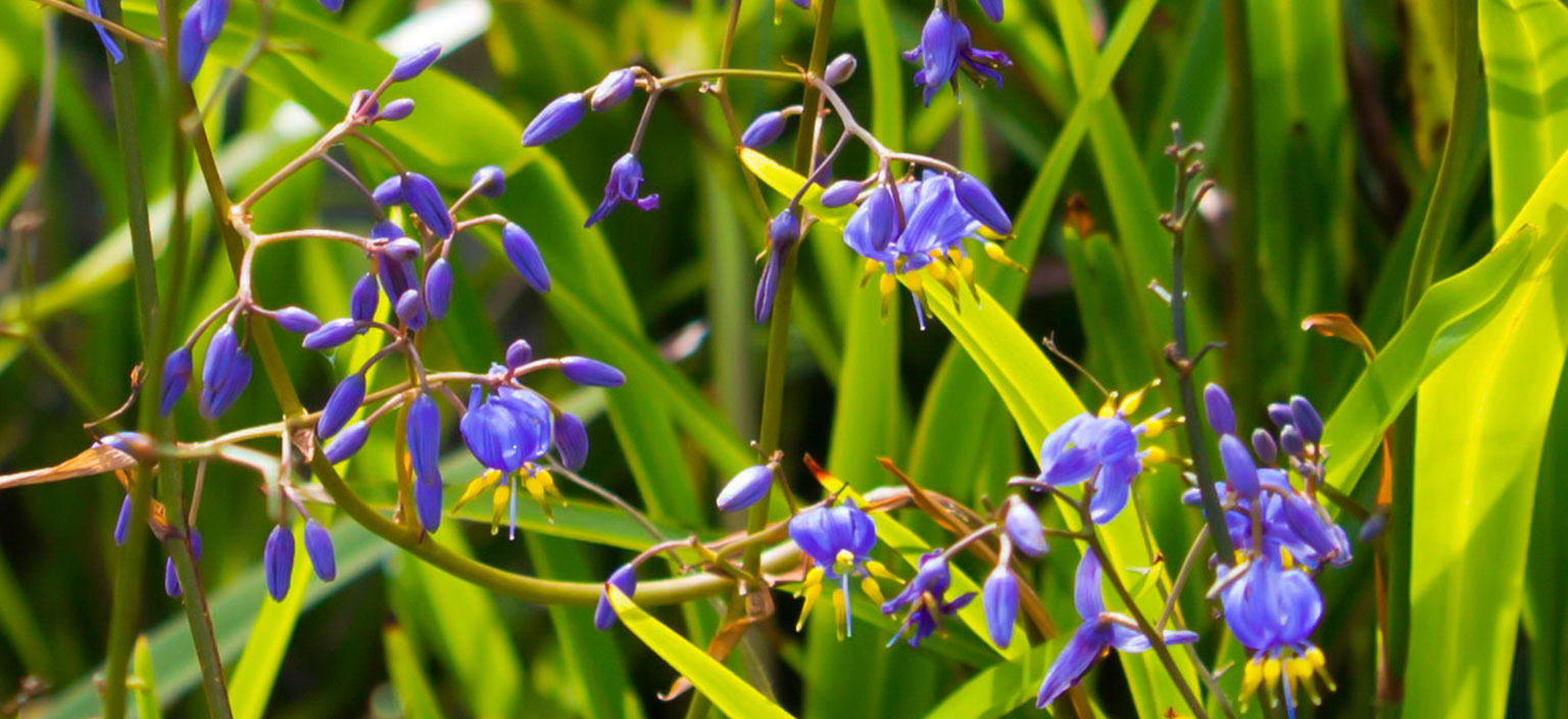 dianella2-webtile.jpg