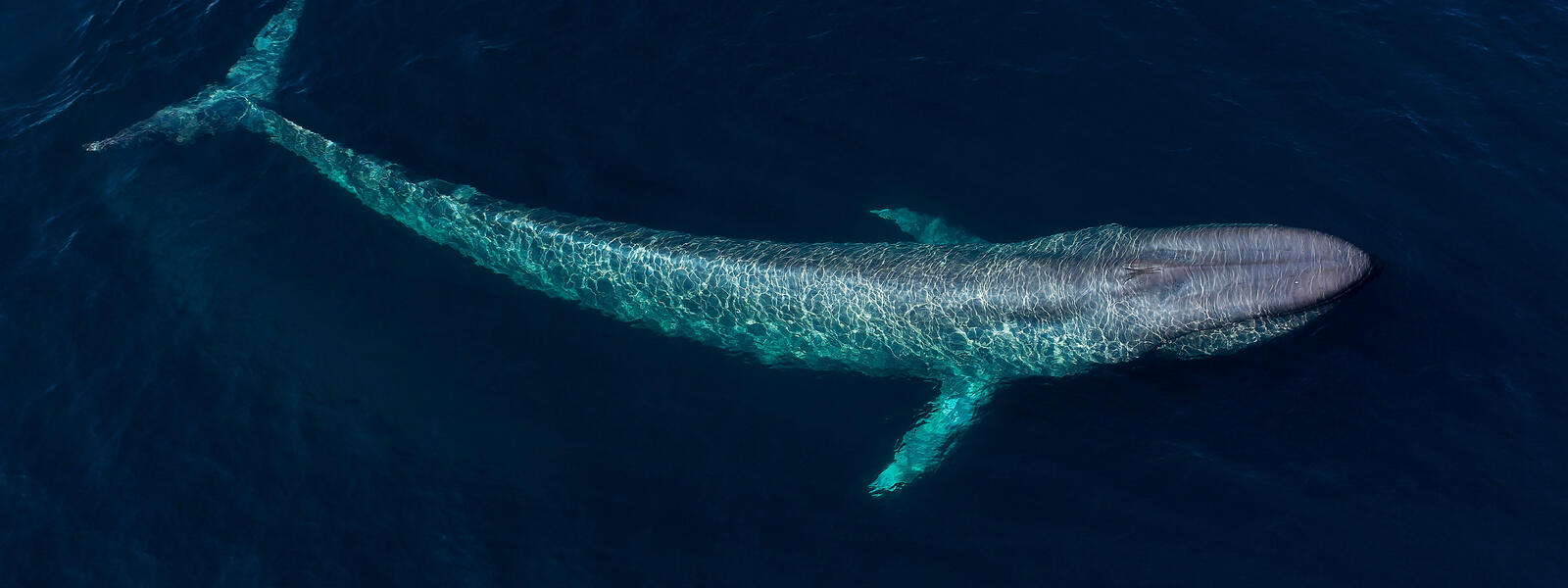bluewhale.jpg