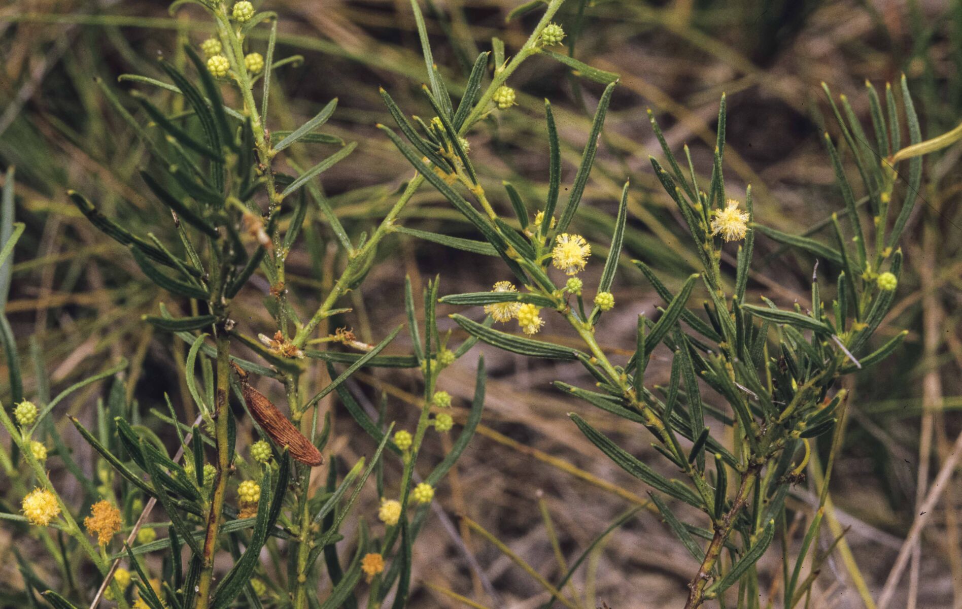 Acacia-bynoeana-2.jpg