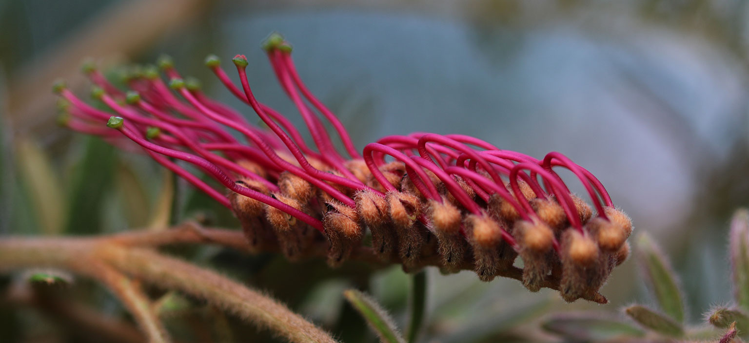 grevillea-caleyi-webtile.jpg