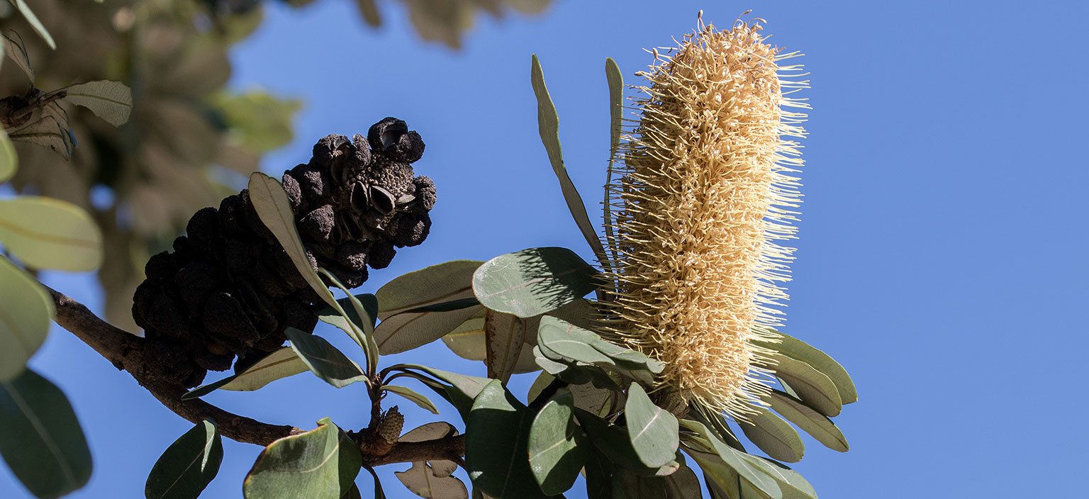 coastal-banksia-webtile.jpg