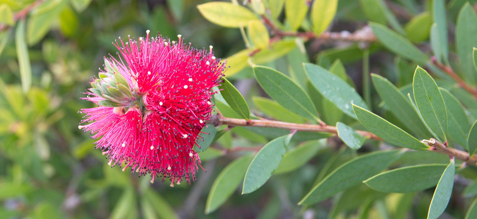 crimson-bottlebrush-webtile.jpg