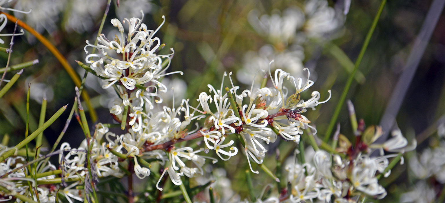 dagger-hakea-webtile.jpg