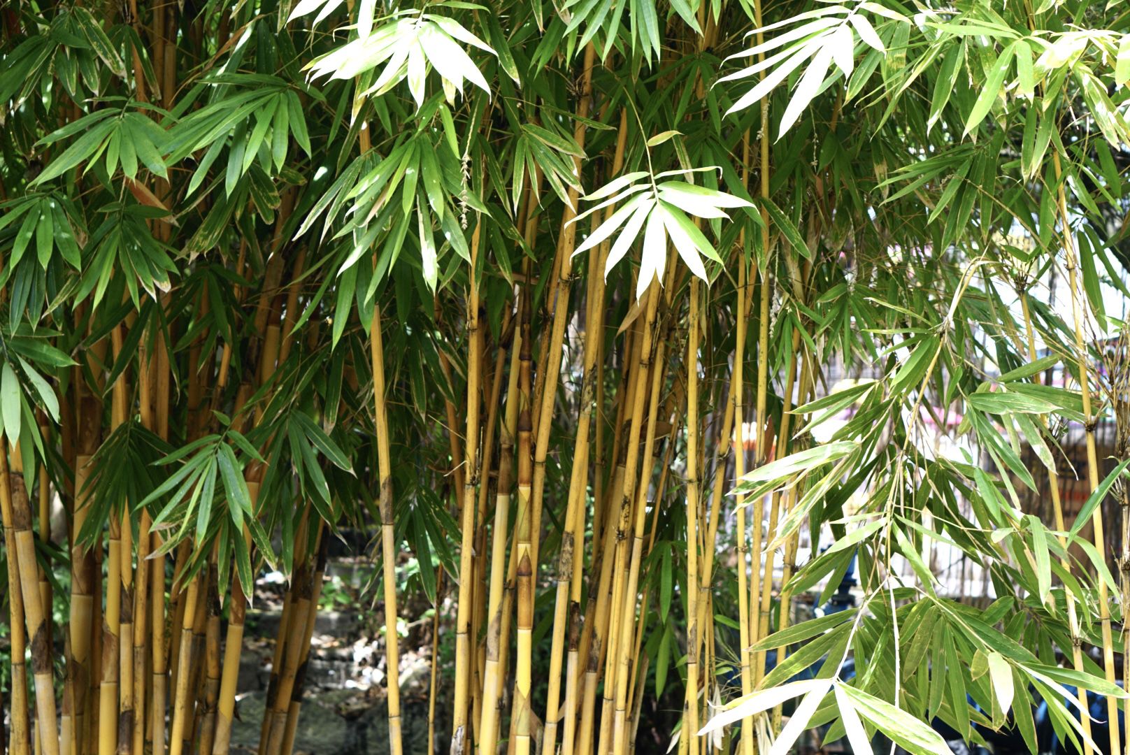 Golden_Bamboo2.jpg