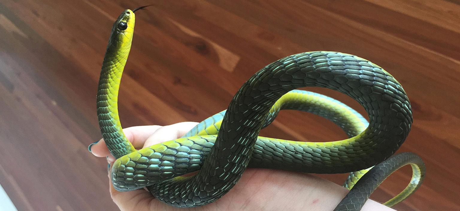 Green Tree Snake  Northern Beaches Council