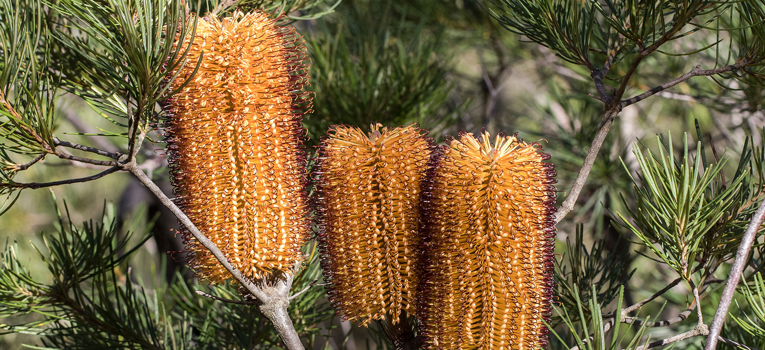 hairpin-banksia-webtile.jpg