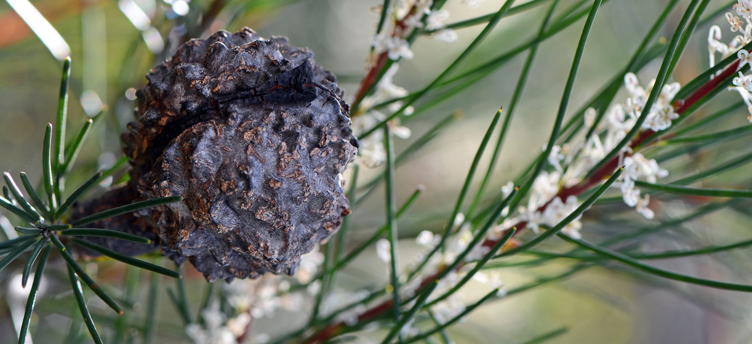 hairy-hakea-webtile.jpg