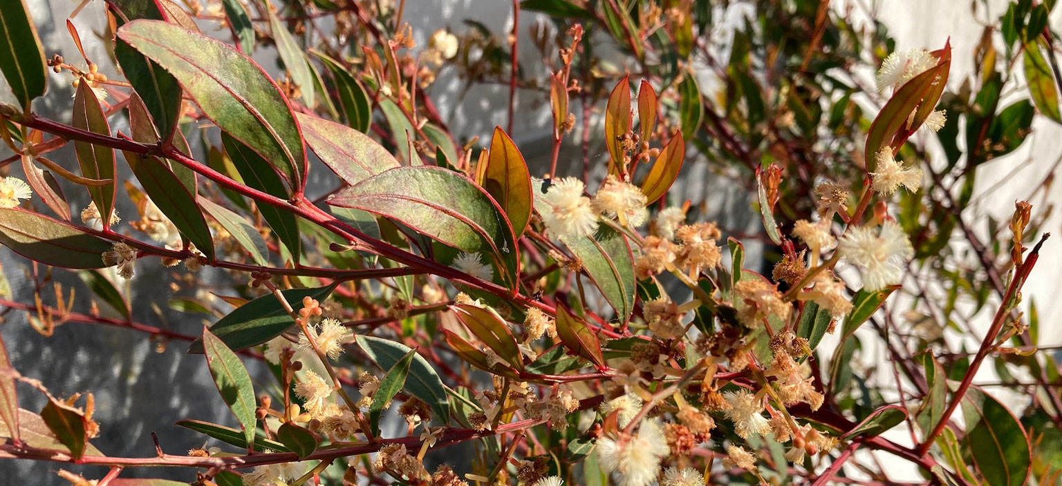 heath-myrtle-webtile.jpg