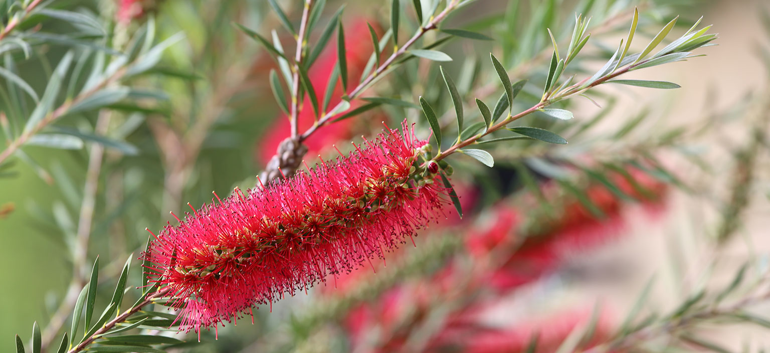 narrow-leaved-bottlebrush-webtile.jpg