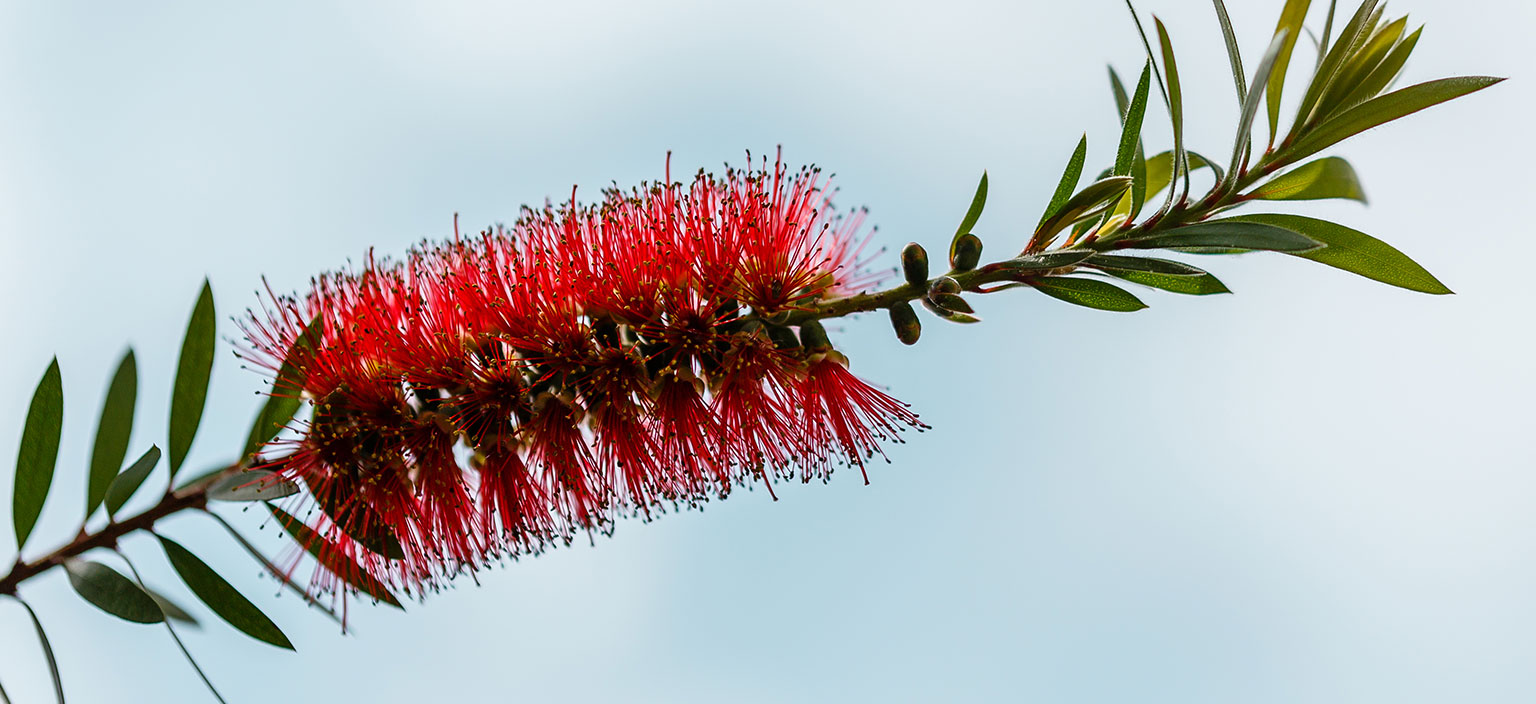 netted-bottlebrush-webtile.jpg