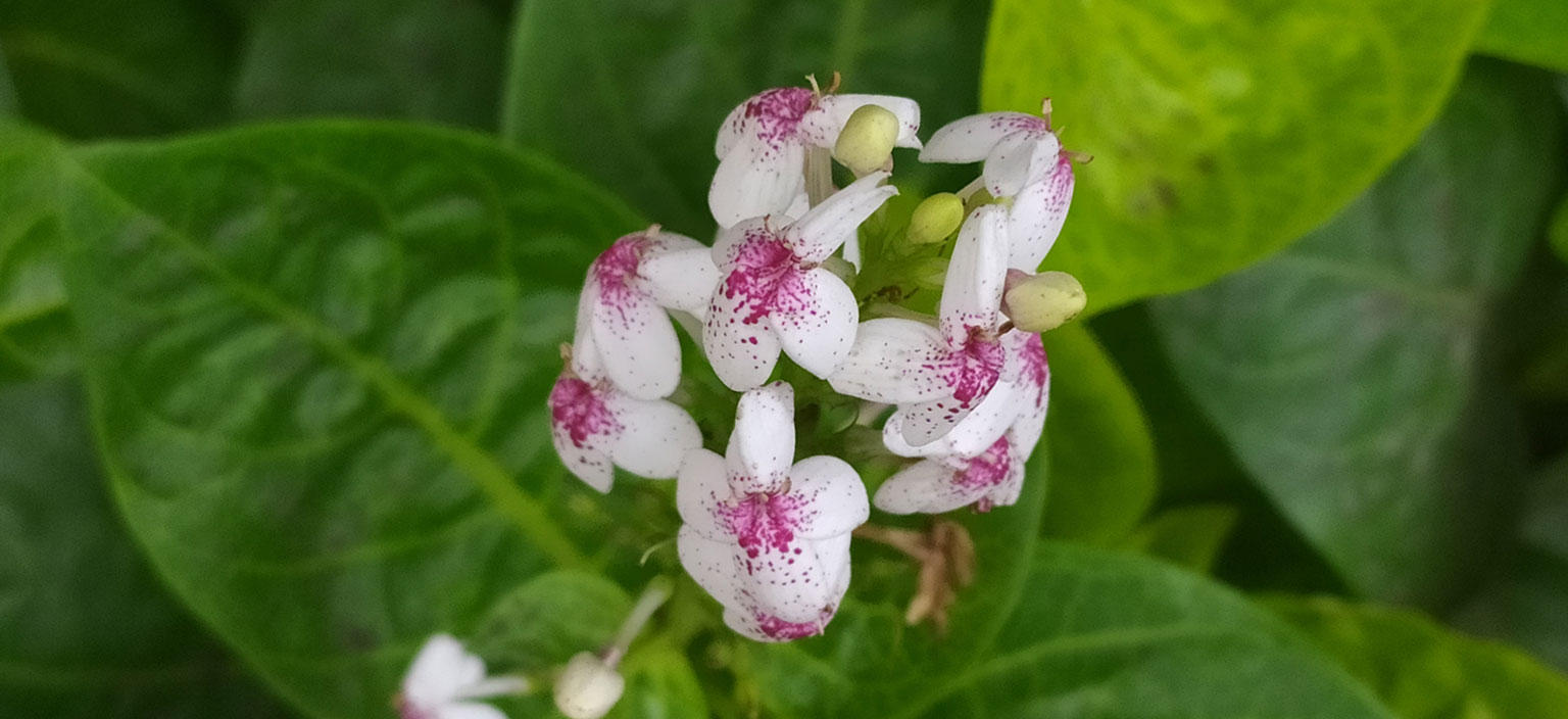 pseuderanthemum-variabile-webtile.jpg