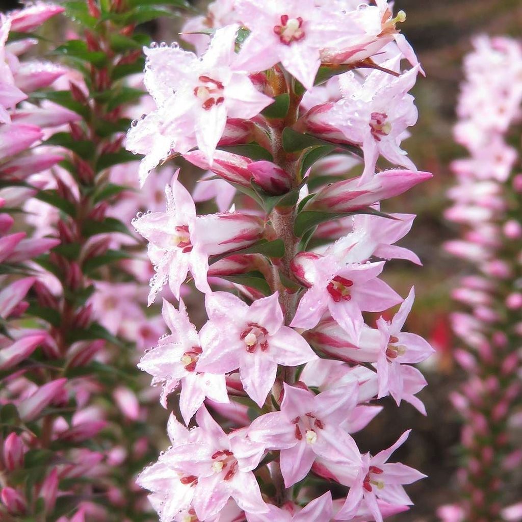 Epacris.jpg