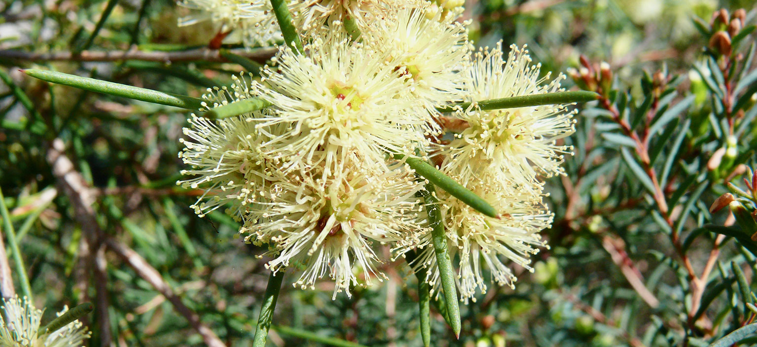 melaleuca-nodosa-webtile.jpg