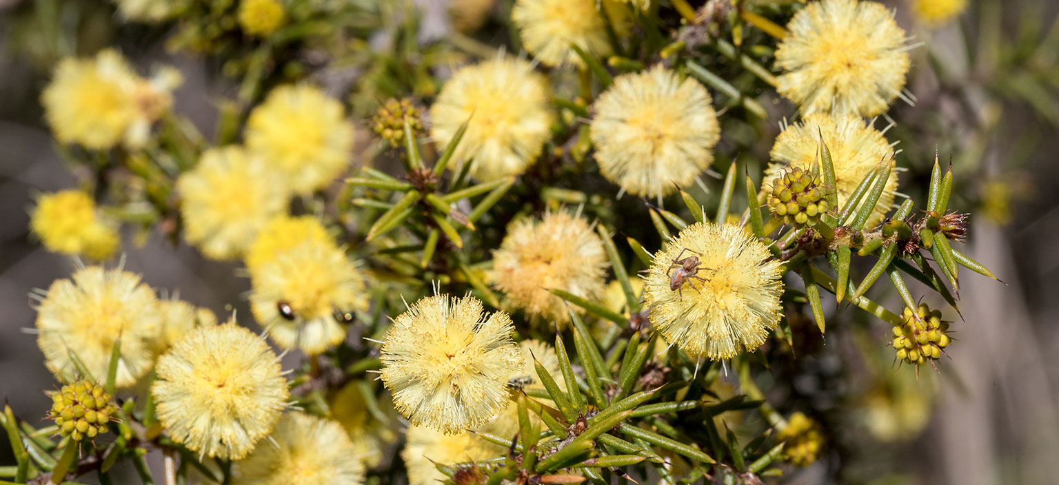 acacia-ulicifolia-webtile.jpg