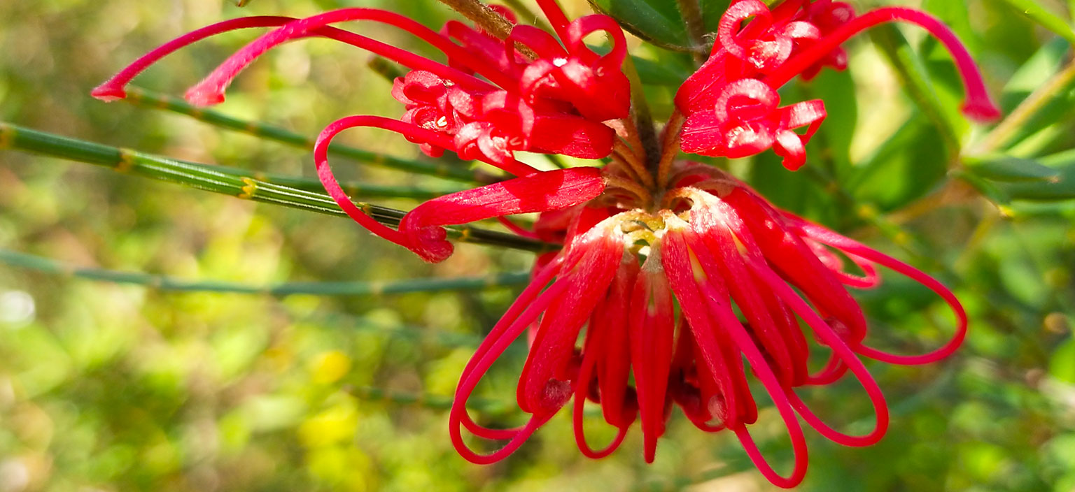 red-spider-flower-webtile.jpg