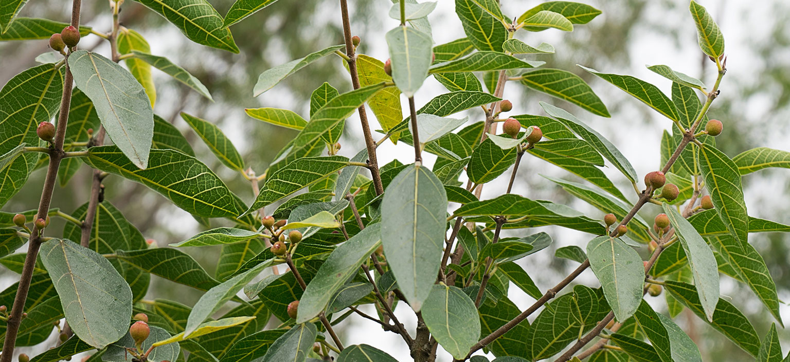 sandpaper-fig-webtile.jpg