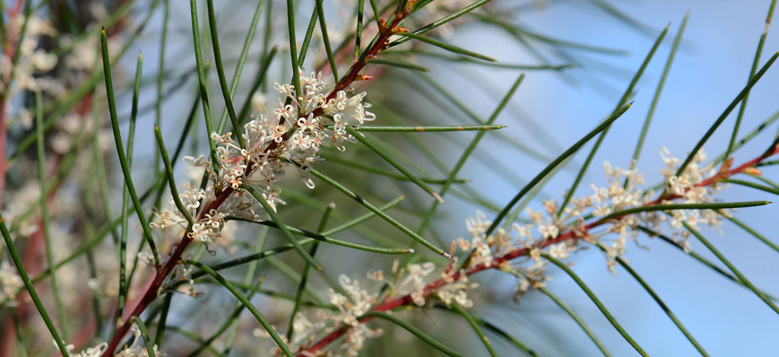 hakea-webtile.jpg