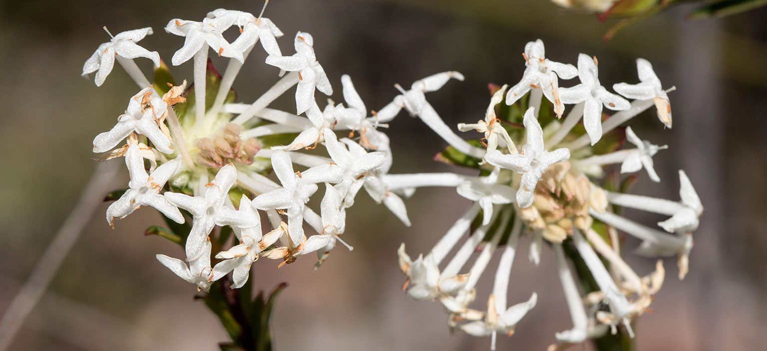 rice-flower-webtile.jpg