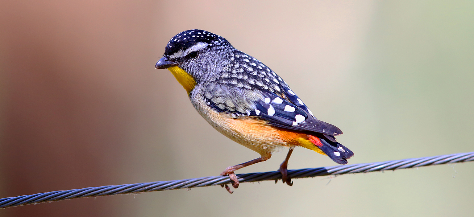 the-spotted-pardalote.jpg
