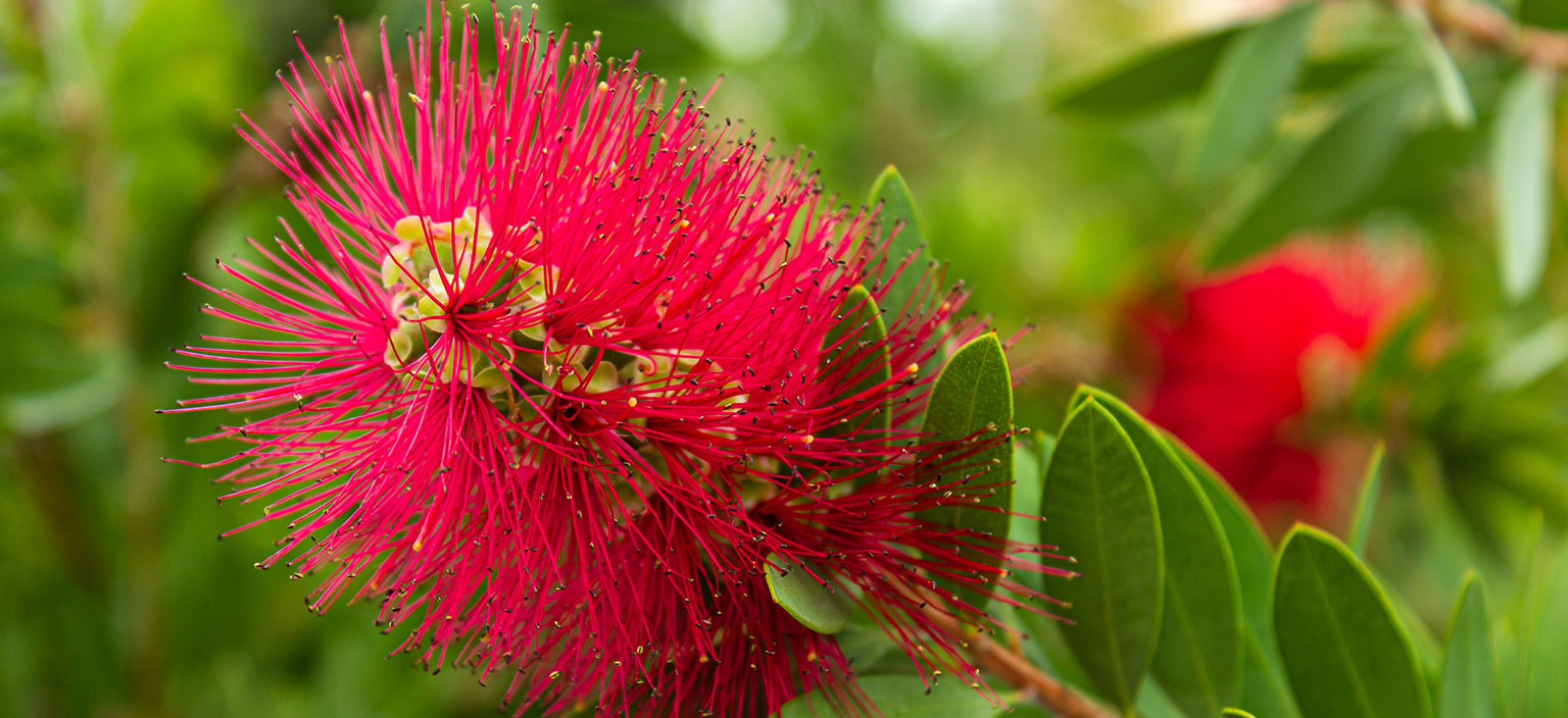 stiff-bottlebrush-webtile.jpg