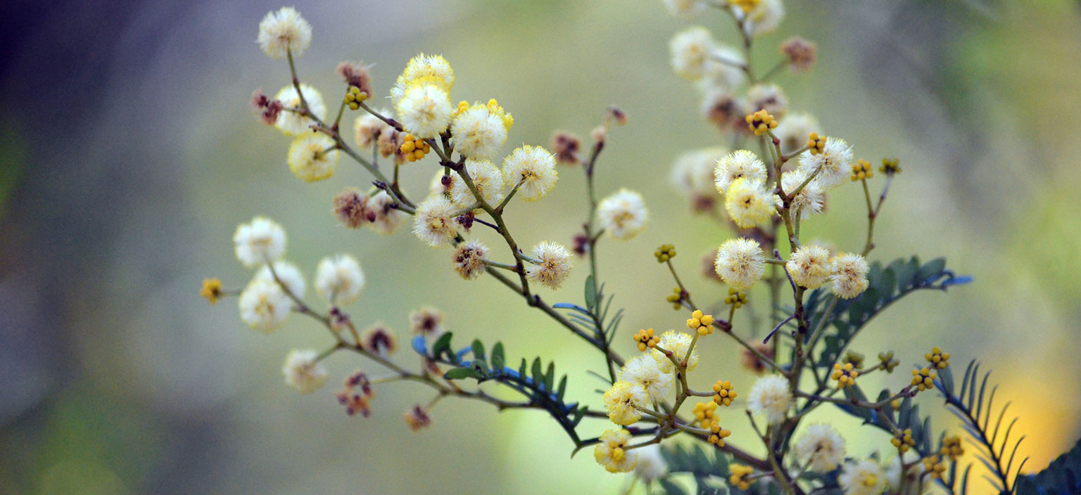 sunshine-wattle-webtile.jpg