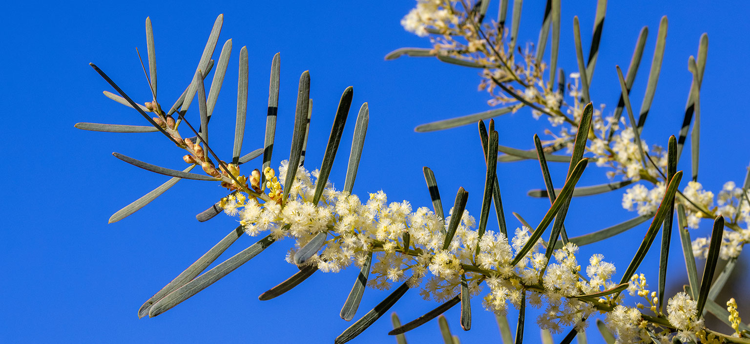 sweet-wattle-webtile.jpg