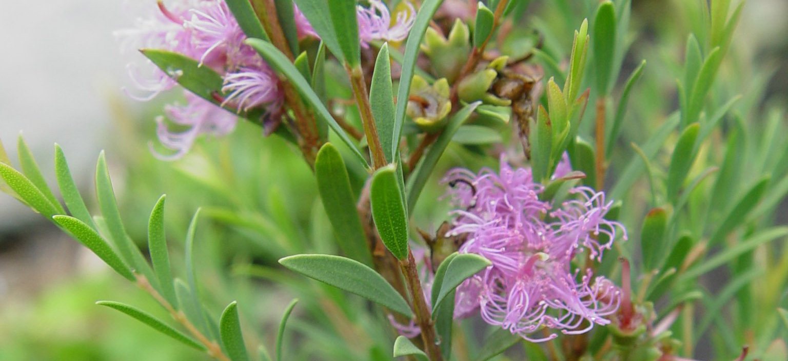 Thyme honey myrtle.jpg