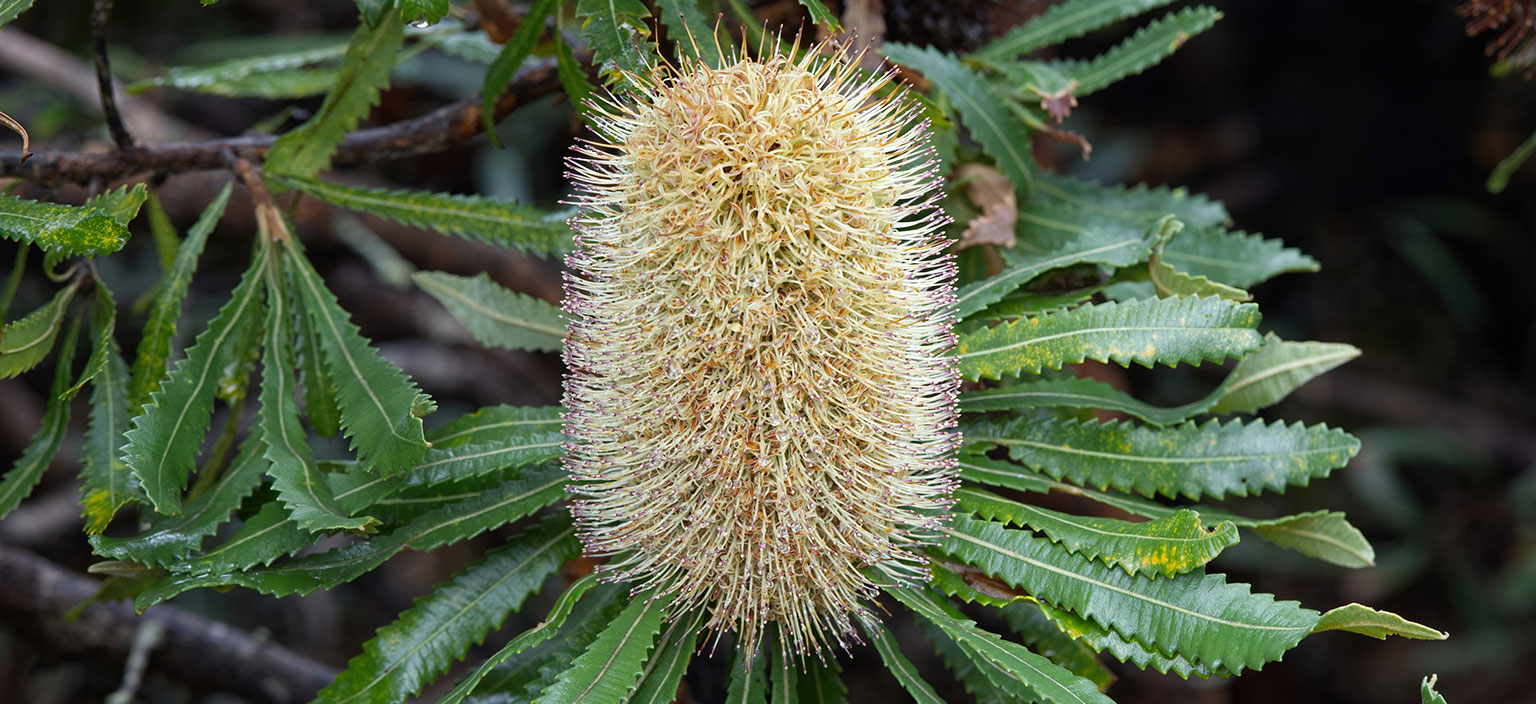 wallum-banksia-webtile.jpg