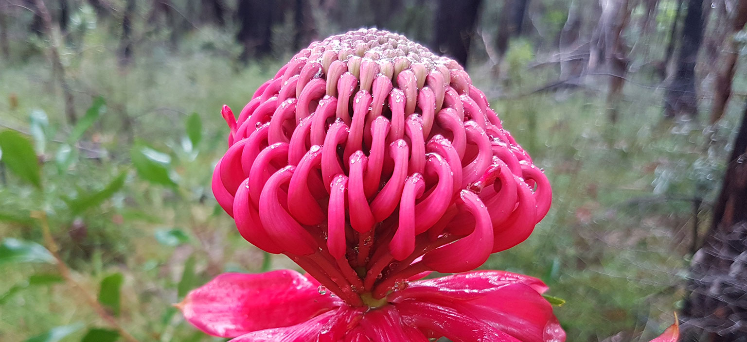 waratah-webtile.jpg