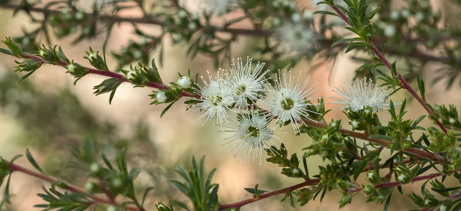 white-kunzea-webtile.jpg