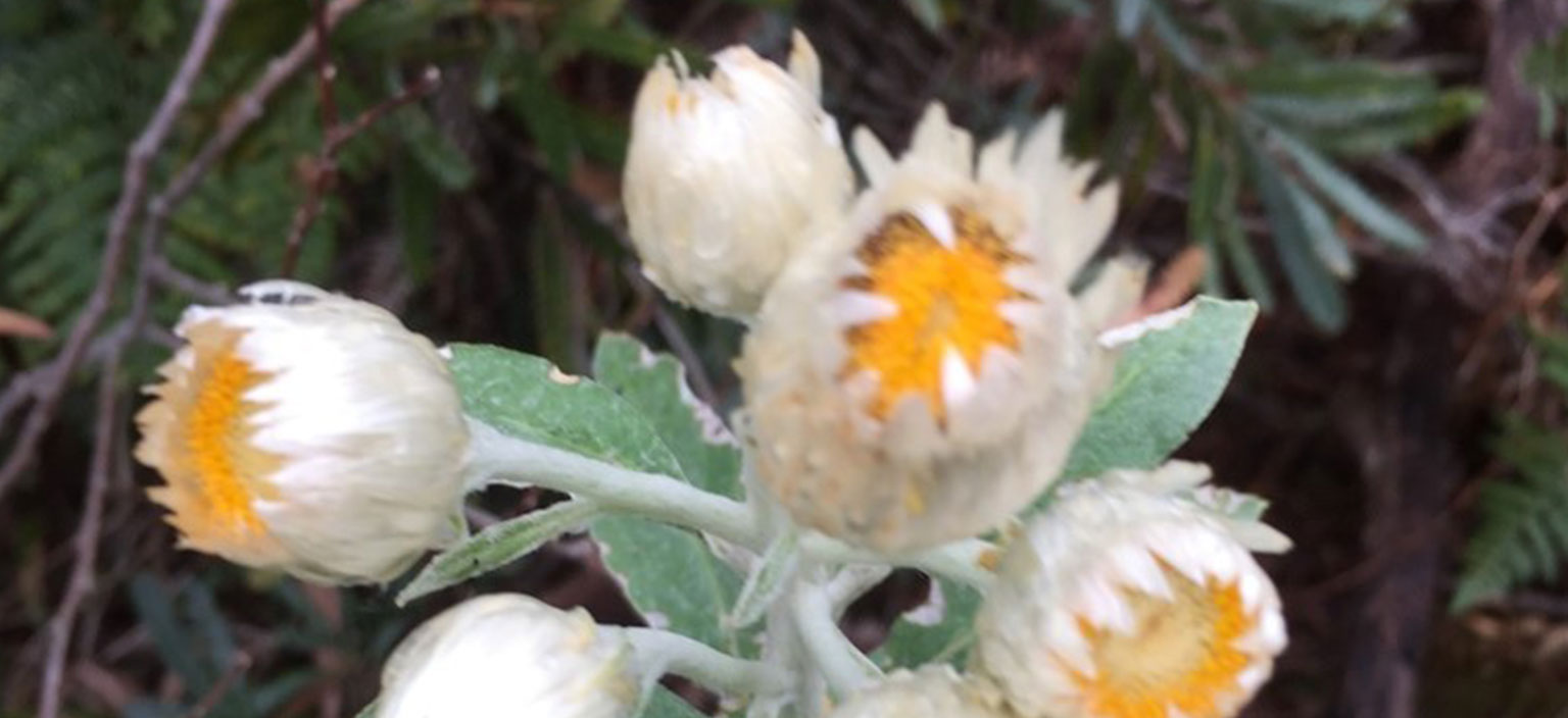 white-paper-daisy-webtile.jpg