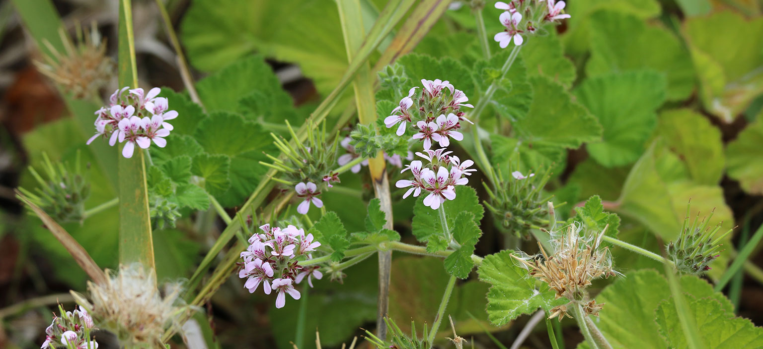 wild-geranium-webtile.jpg