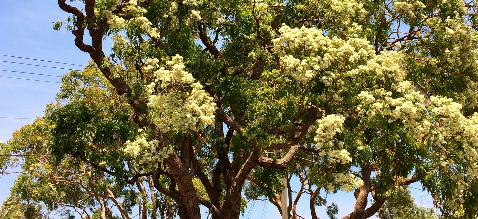 Rough Bark Angophora | Northern Beaches Council