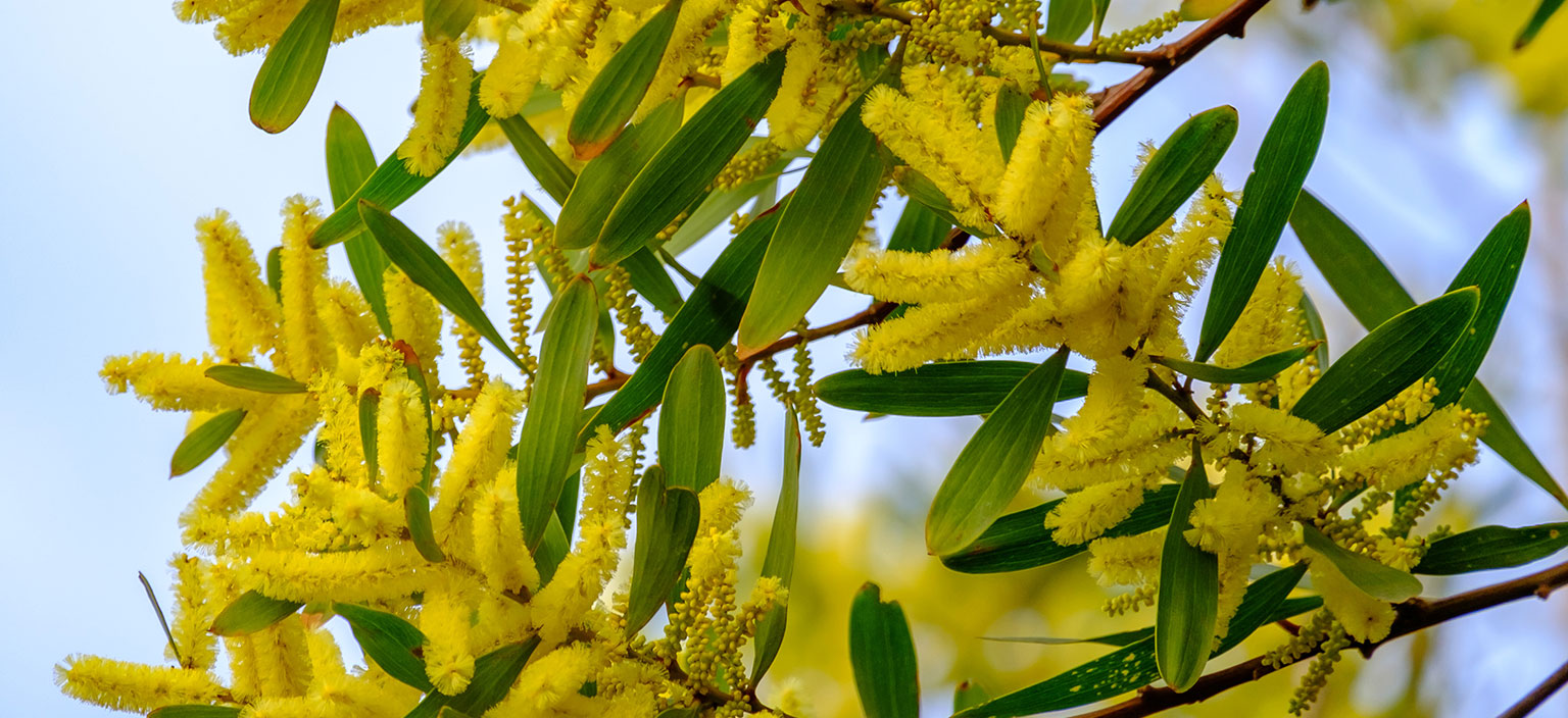 the-australian-wattle-tree-flowers-across-melbourne