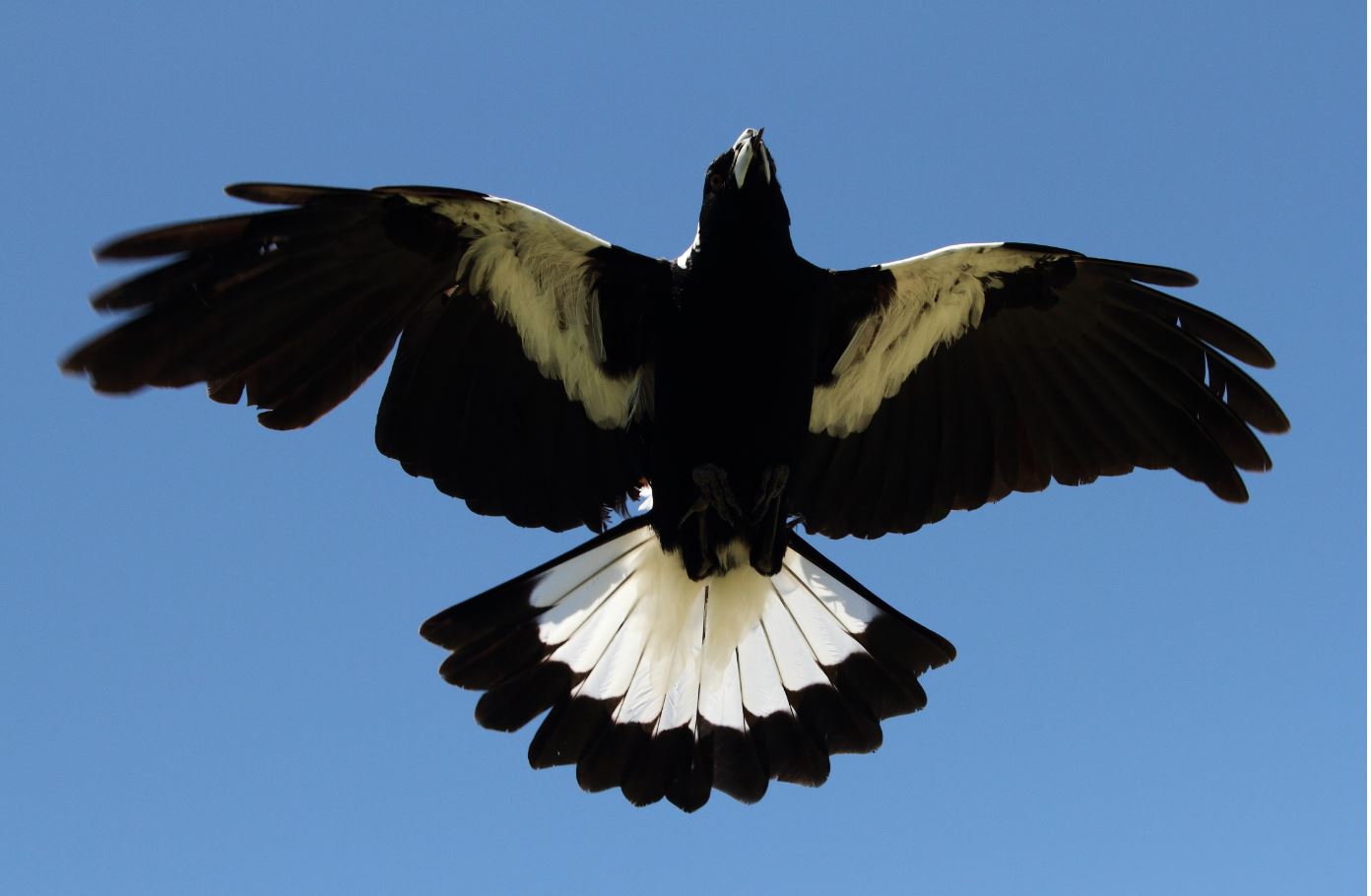 It’s that swooping feeling! What you need to know about magpie season Northern Beaches Council