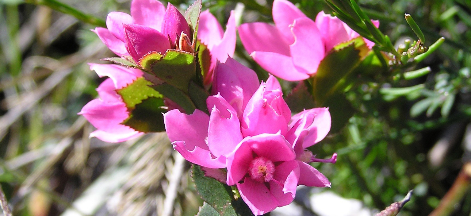 Boronia serrulata