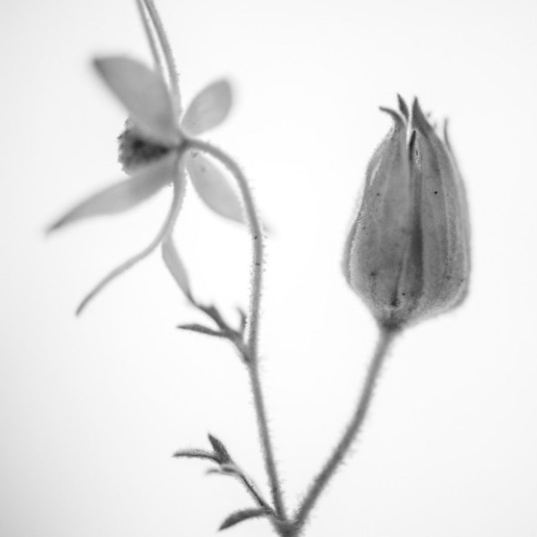 macro photo of a flannel flower, with one open flower facing away from the camera, a closed bud in the foreground