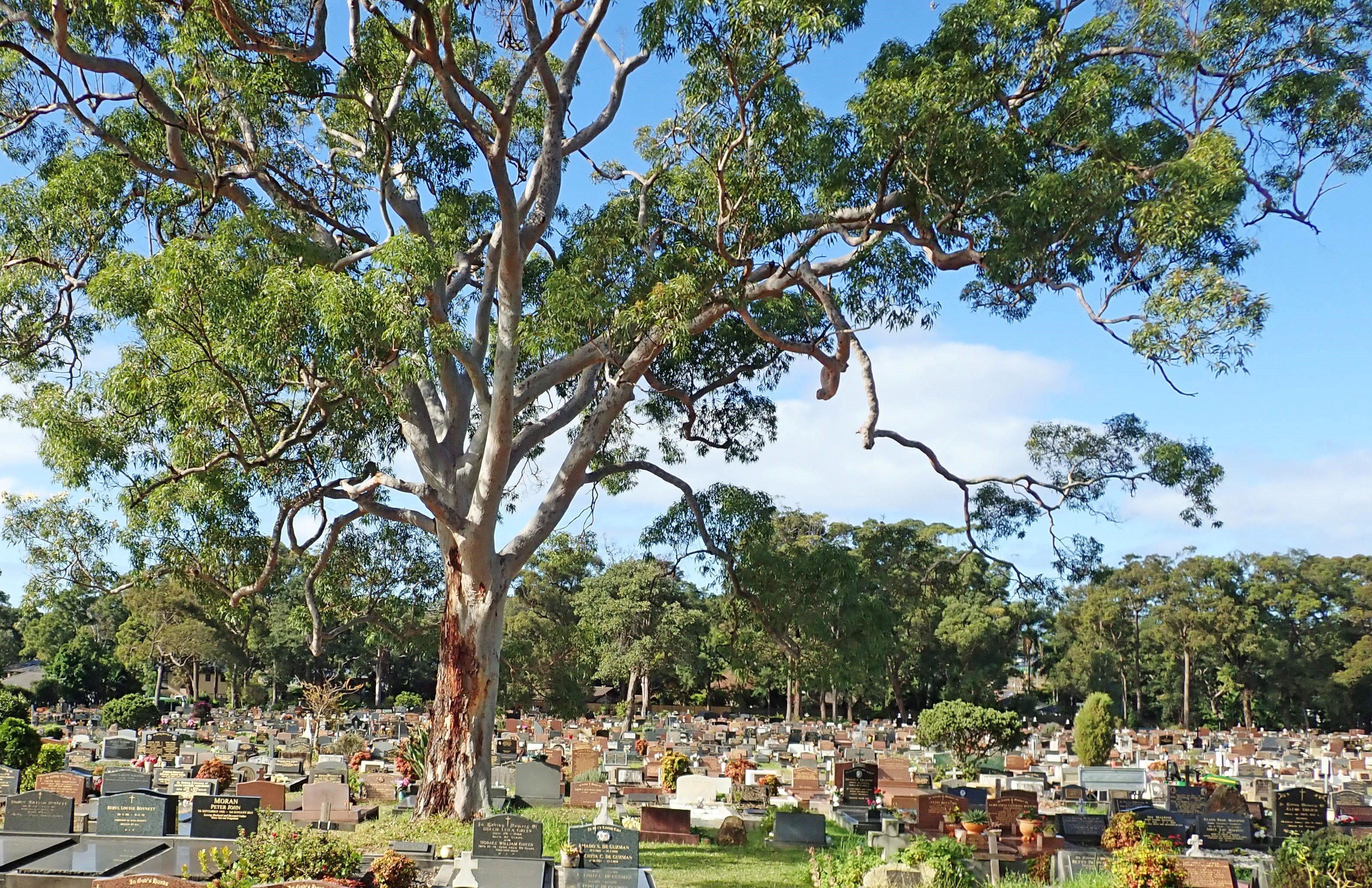 Mona Vale Cemetery landscape