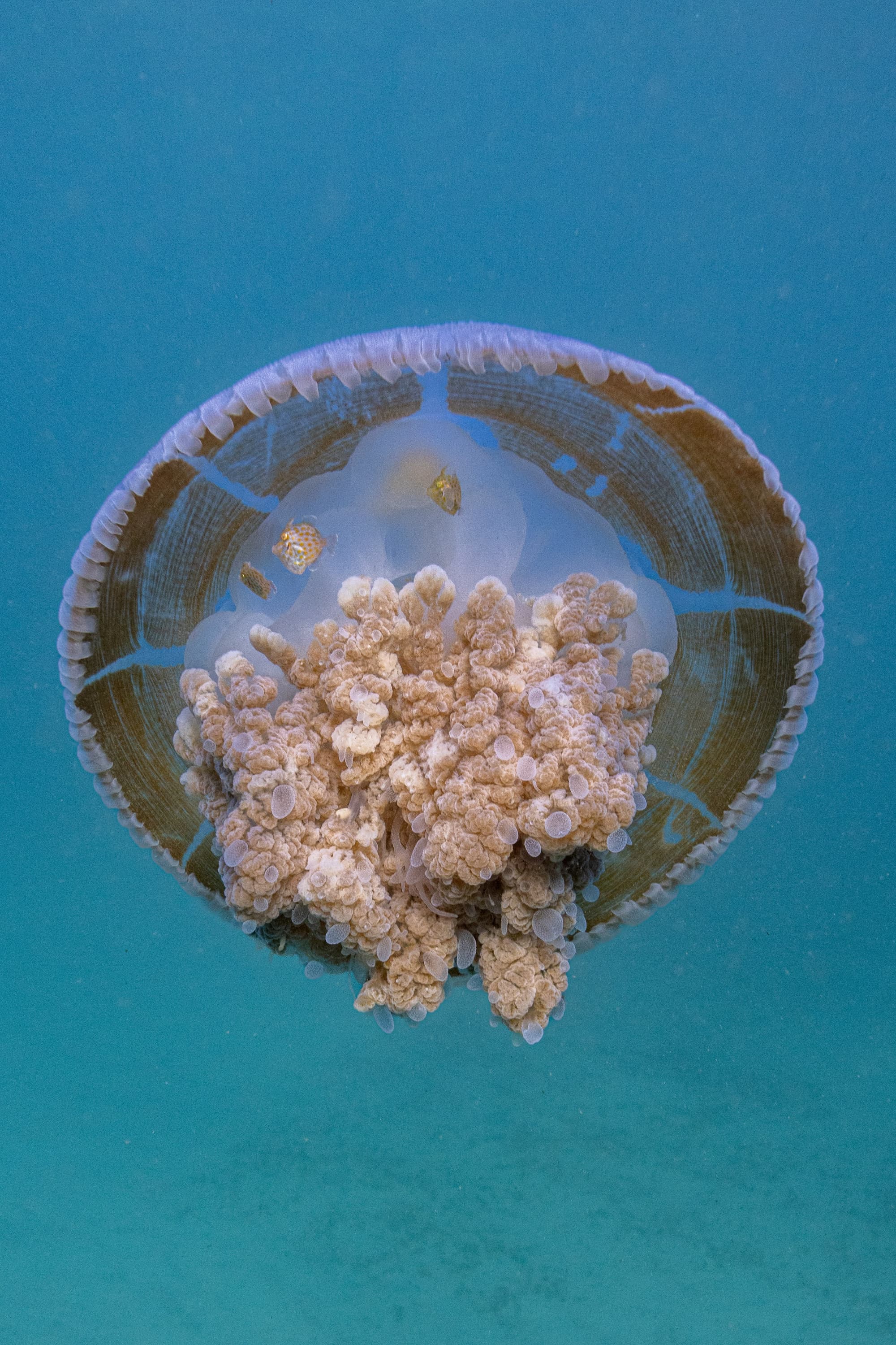 A jellyfish