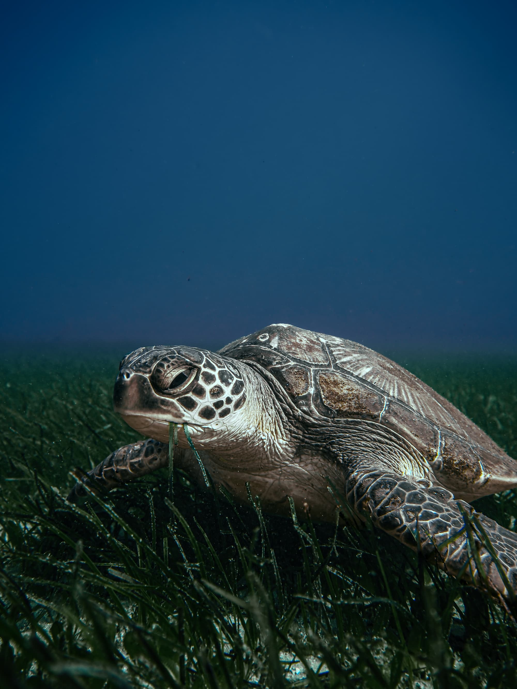 Green Sea Turtle at Cabbage Tree Bay