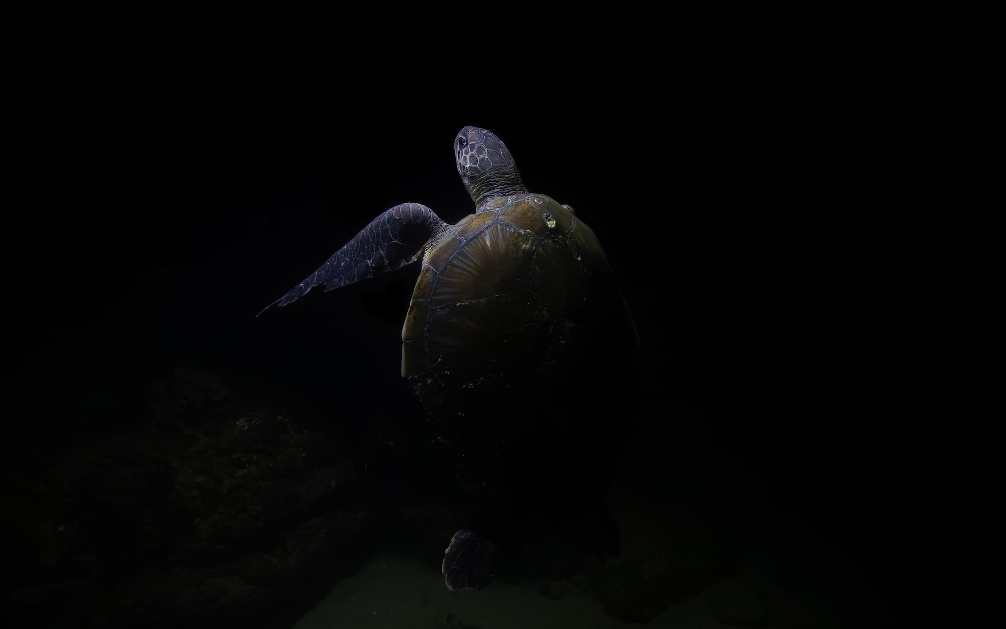 Giant turtle underwater