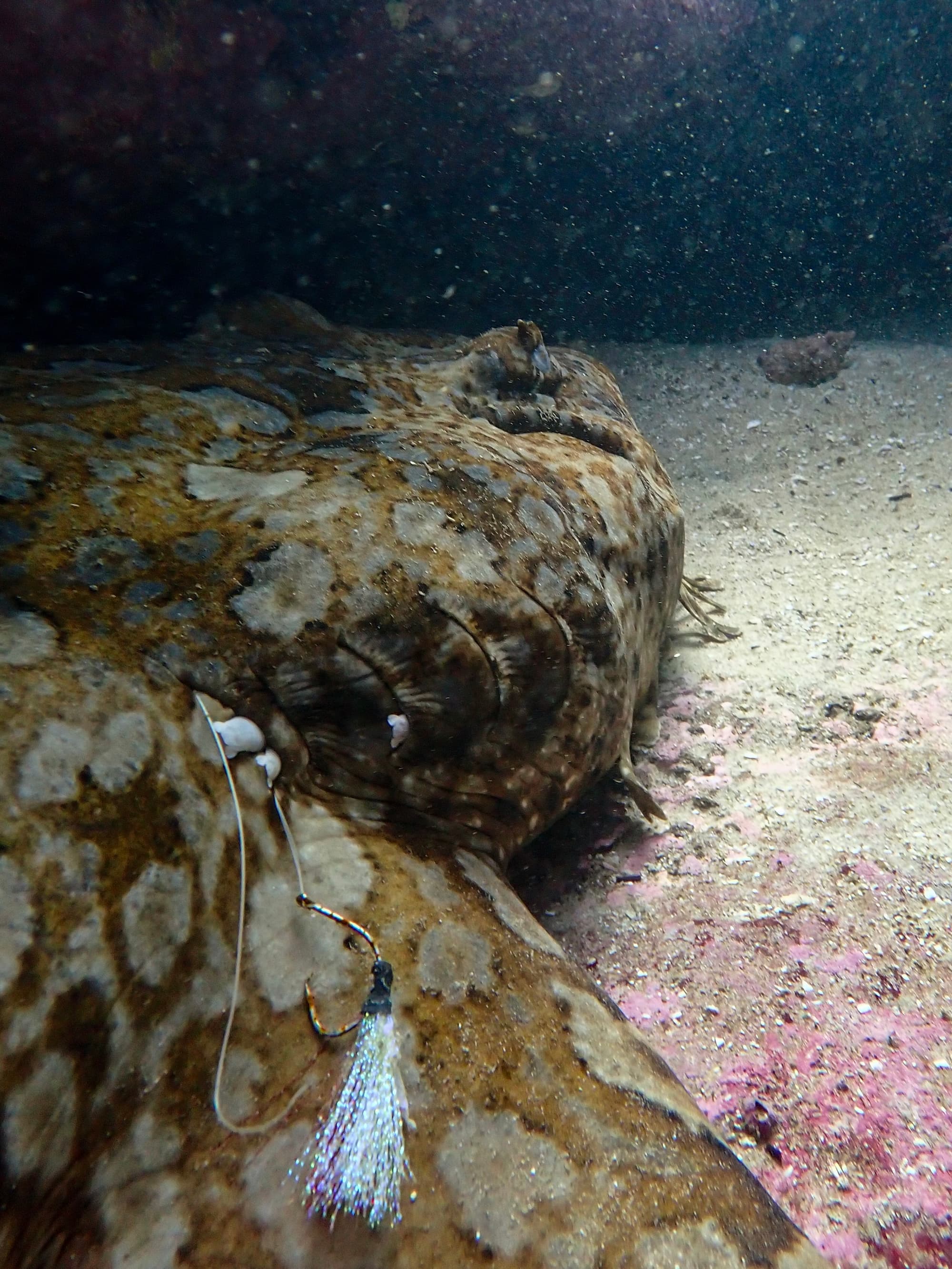 Wobbegong caught 