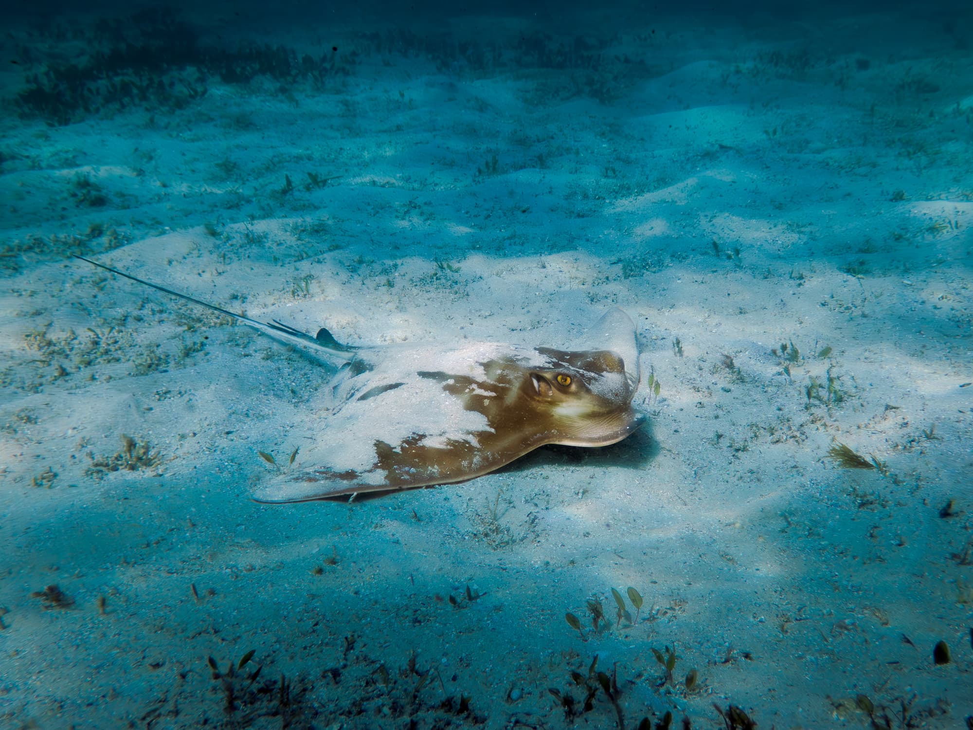 Eagle ray at the bottom of the sea bed